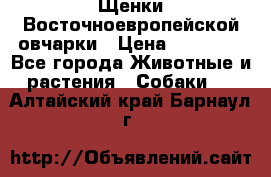 Щенки Восточноевропейской овчарки › Цена ­ 25 000 - Все города Животные и растения » Собаки   . Алтайский край,Барнаул г.